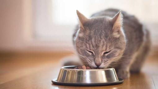 How long can a 2025 kitten last without food